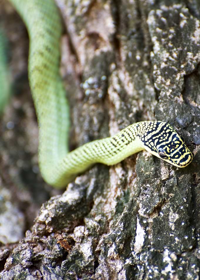 Golden Tree Snake on Bark