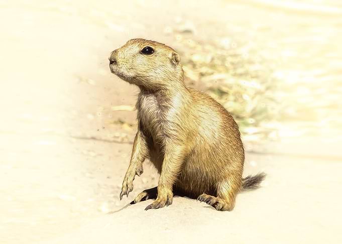 Prairie Dog