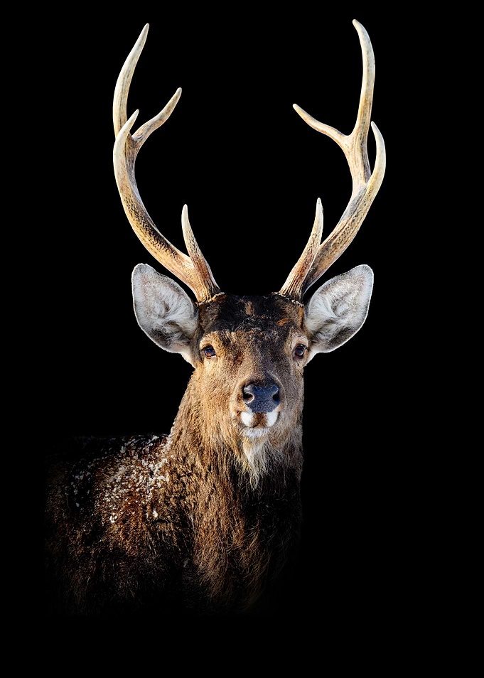Deer Portrait