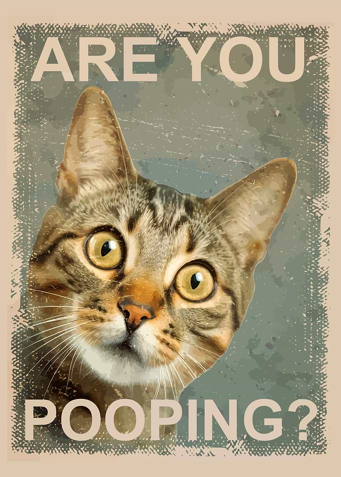 Cat Pooping Poster