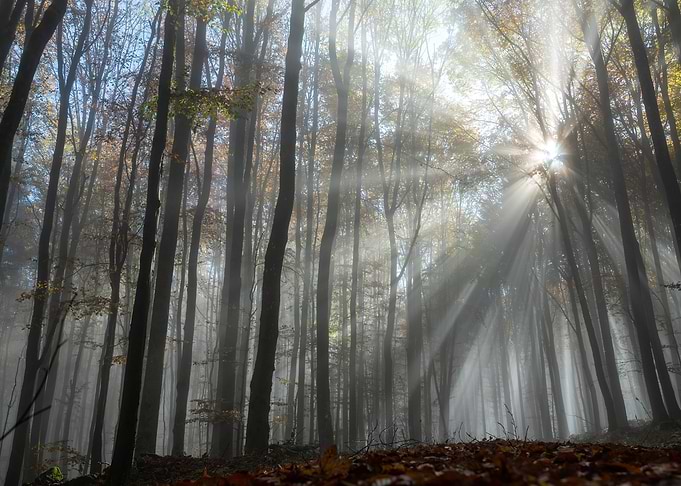 Sunbeams Through Foggy Forest