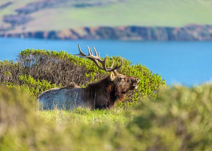 Bull Elk by the Coast