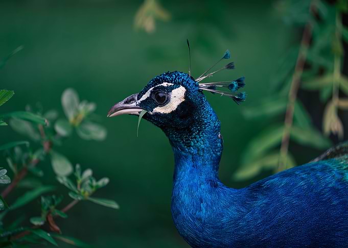 Peacock Close-Up
