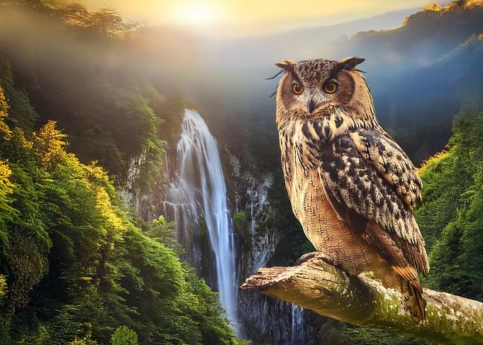 Owl by Waterfall