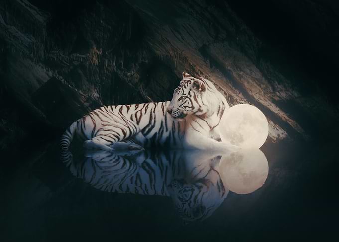 'The Moon Whispers' - White Tiger and Moon