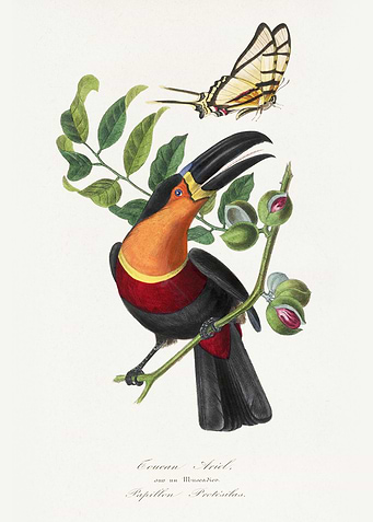 Toucan and Butterfly Illustration