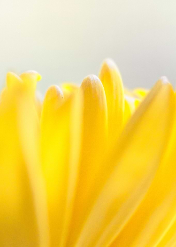 Yellow Flower