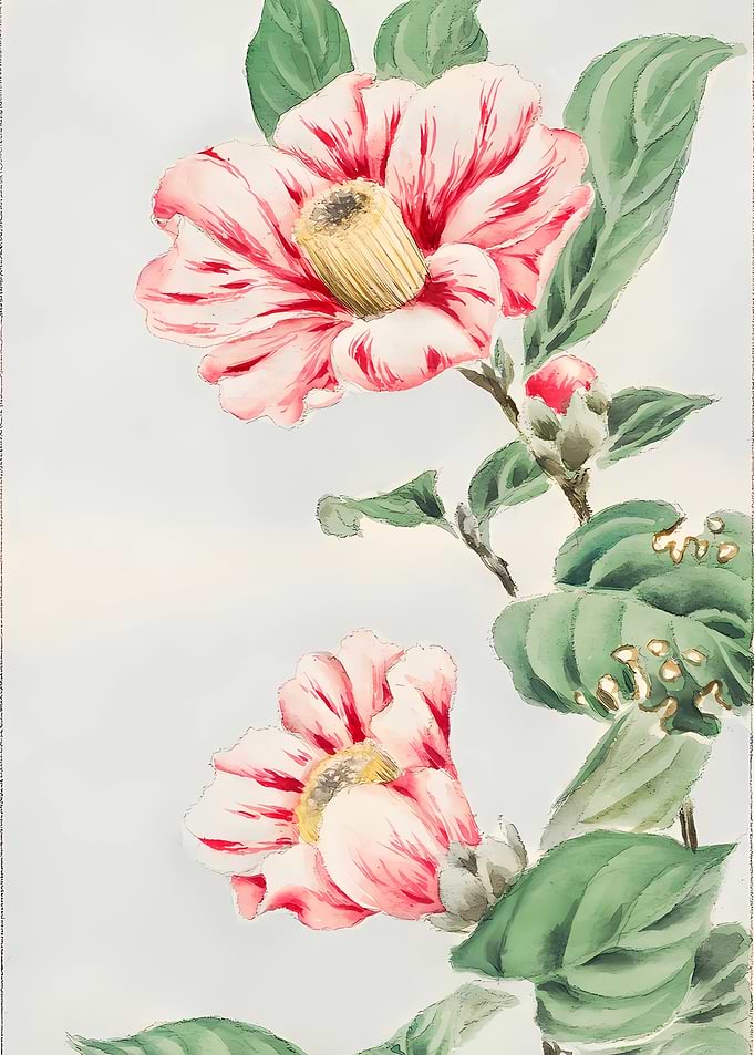 Tsubaki Camellia Flower
