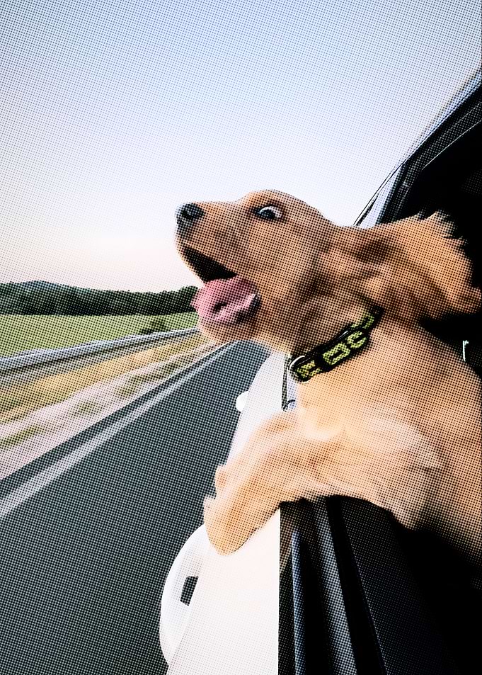 Dog Hanging Out Car Window