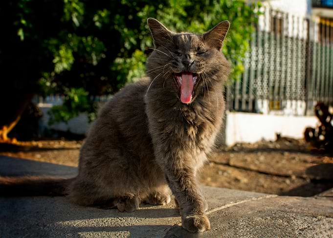 Yawning Gray Cat
