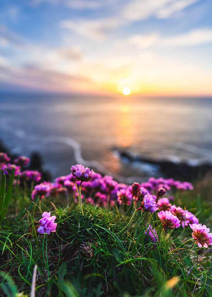 Sunset Coast Flowers