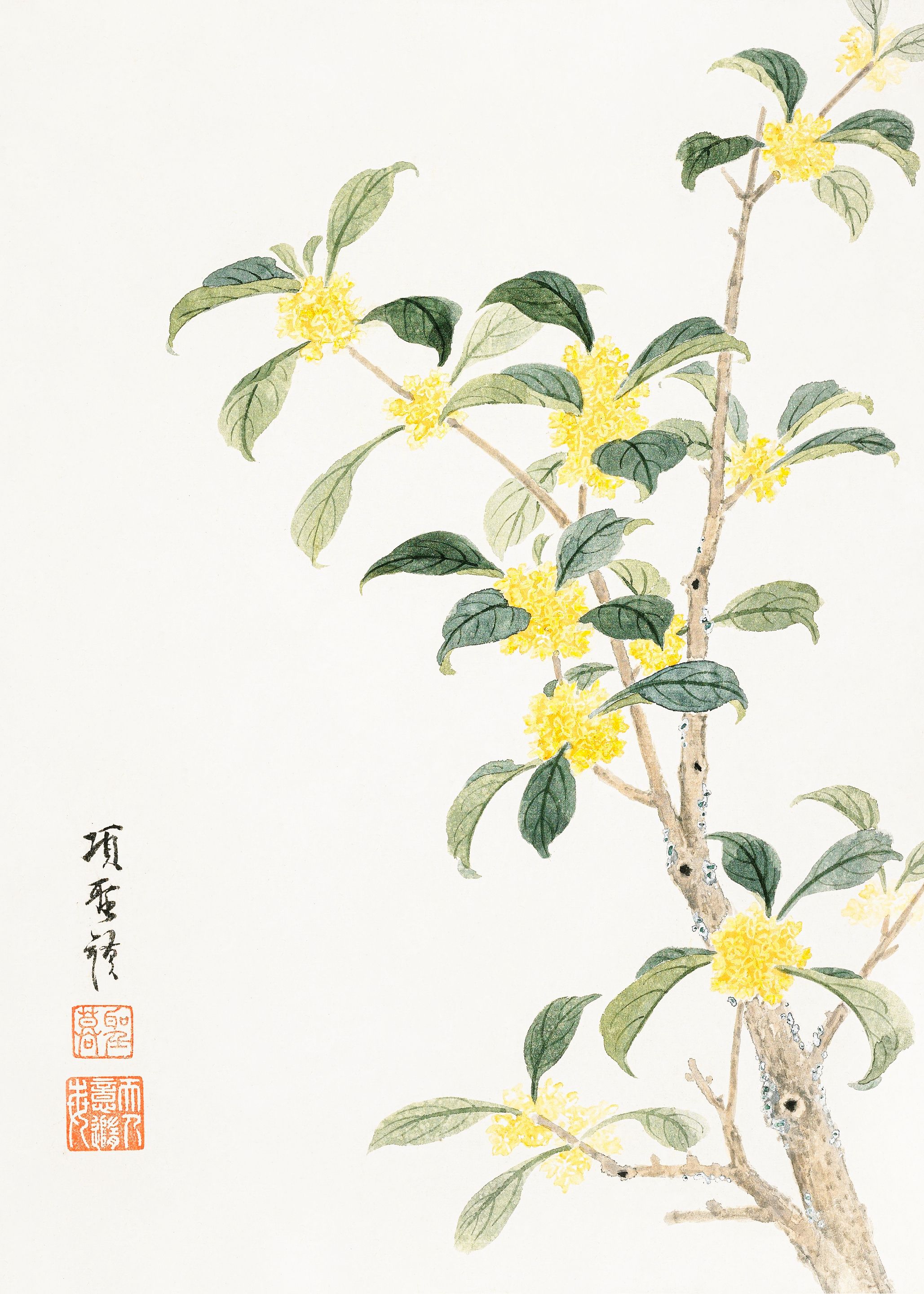Cassia Blossom