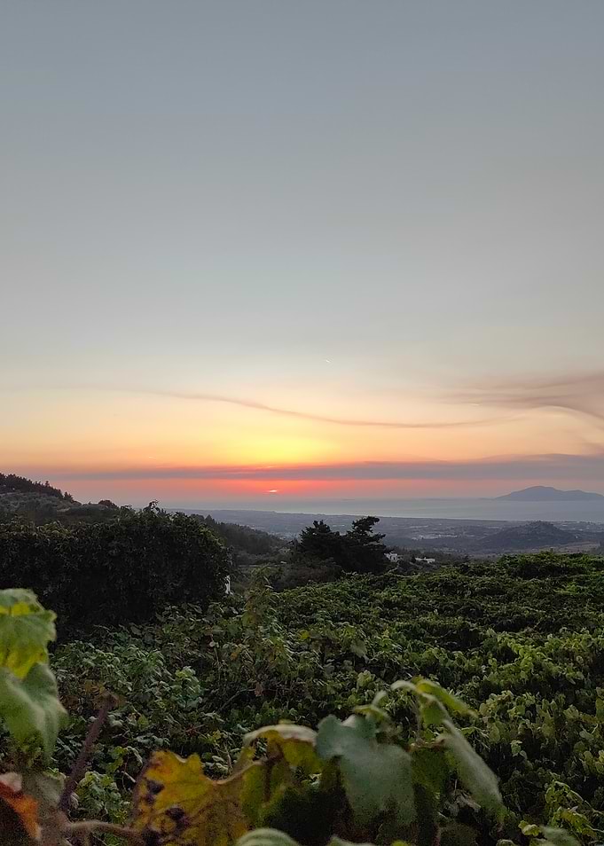 Sunset Over Vineyards
