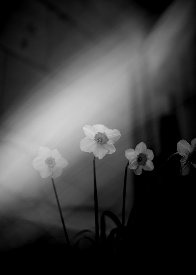 Daffodils in Soft Light