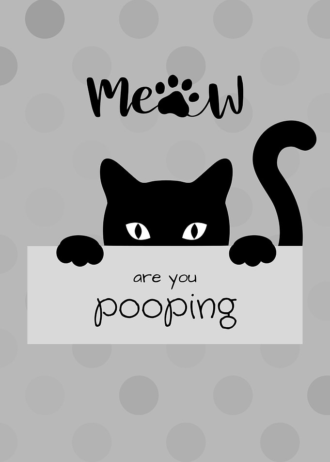 Cat Pooping Meme