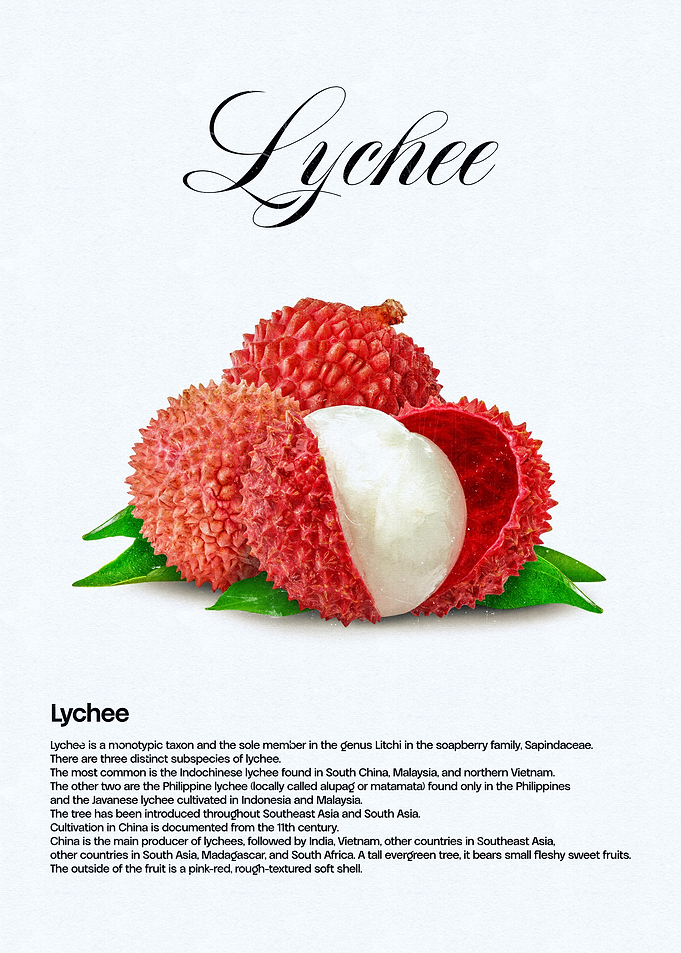Lychee Fruit Illustration