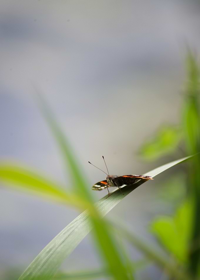 Butterfly on a Blade