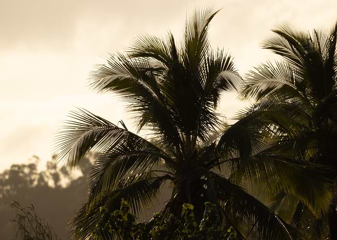 Palm Trees Silhouette