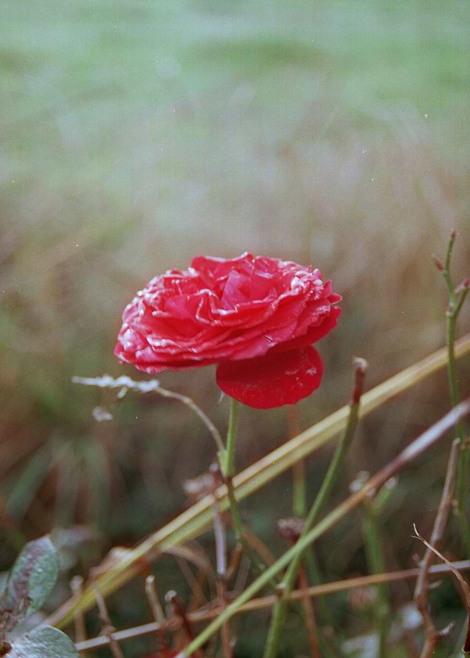 Red Rose with Dew Drops