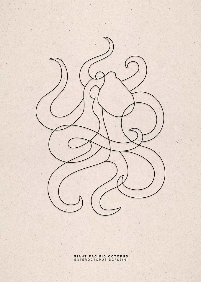 line art giant pacific octopus