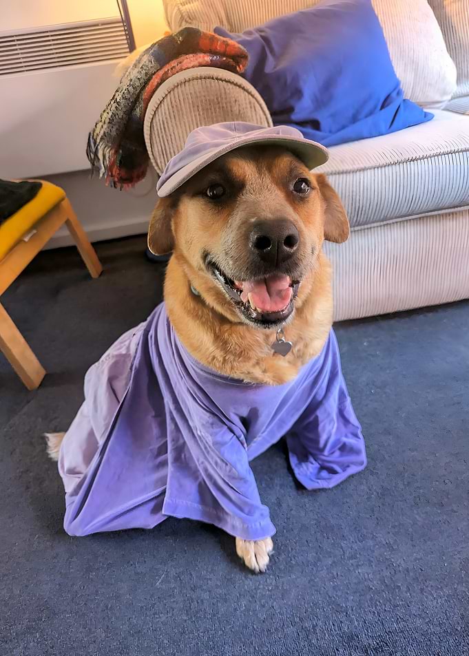 Dog in a Hat and Shirt 2