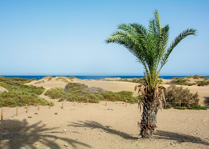 A palm tree on the sandy beach