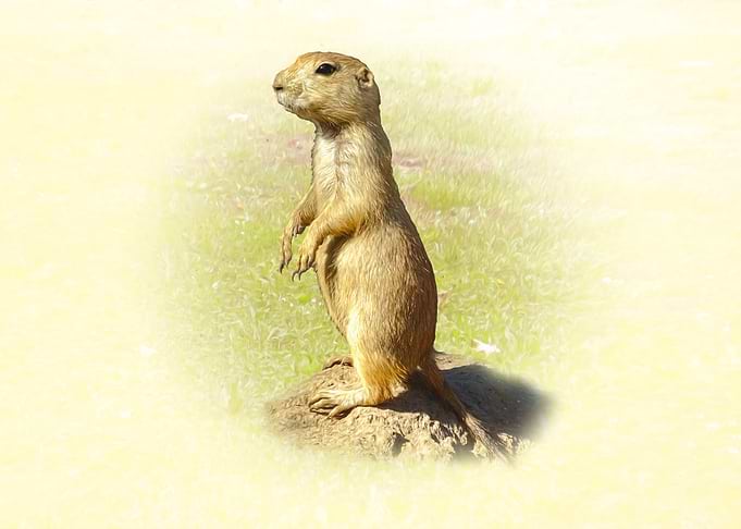 Prairie Dog