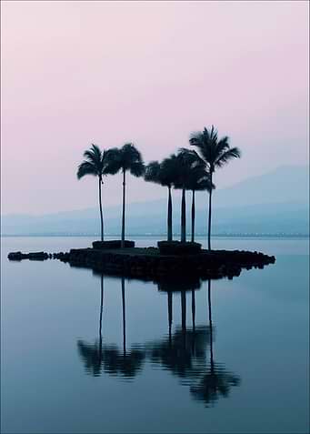 Tranquil Palm Island