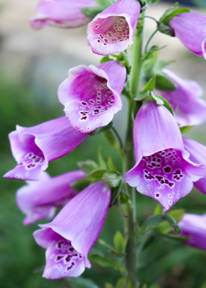 Purple Bells