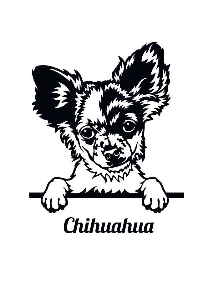 Chihuahua Dog