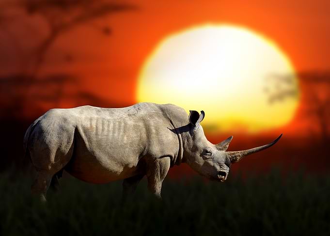 White Rhino Sunset
