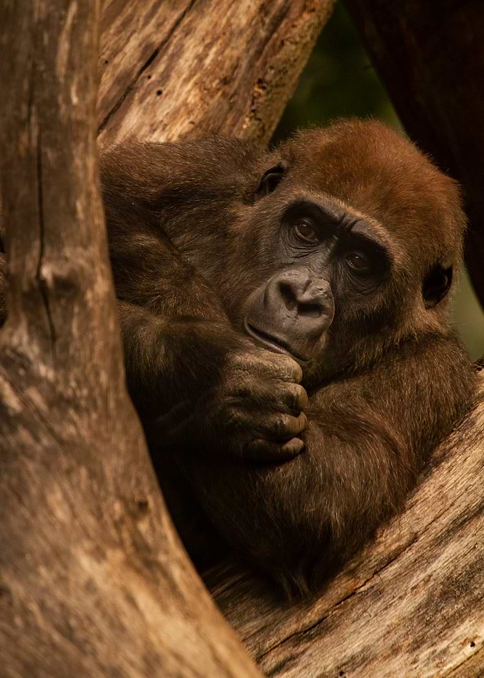 Gorilla Resting on Tree Trunk
