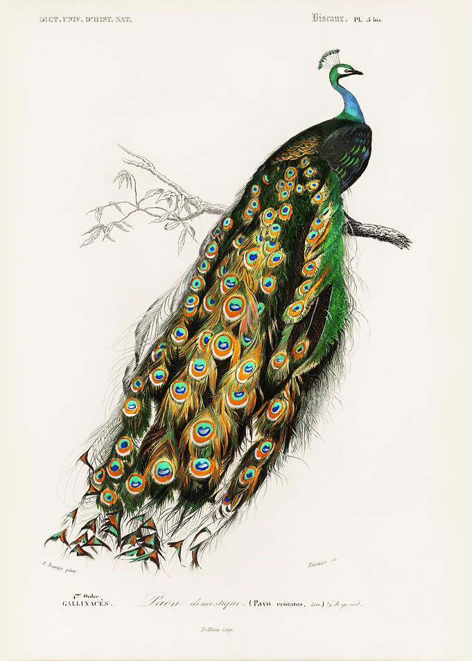 Peacock Illustration