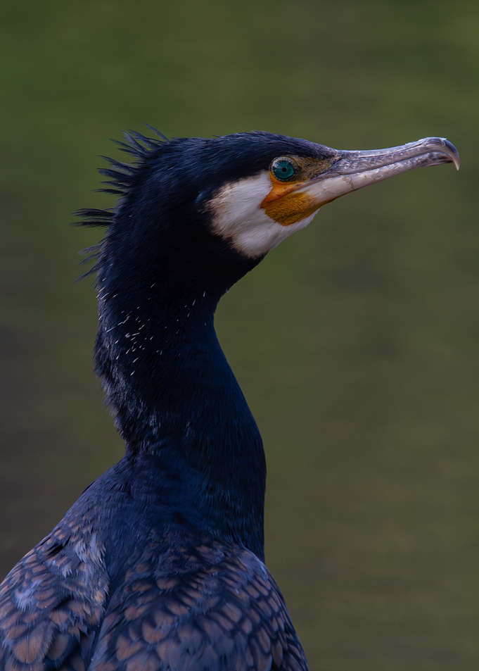 Cormorant Portrait