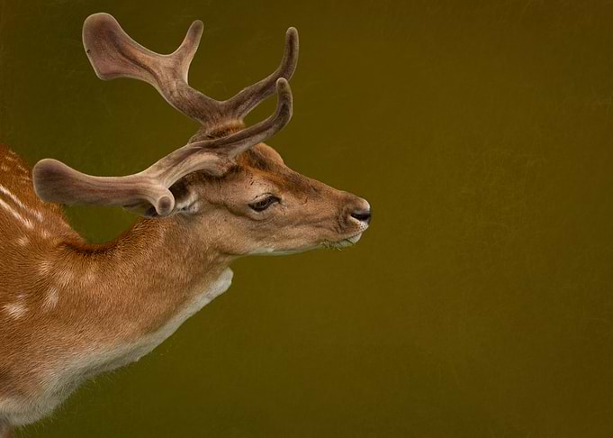 Deer with Antlers and plain background