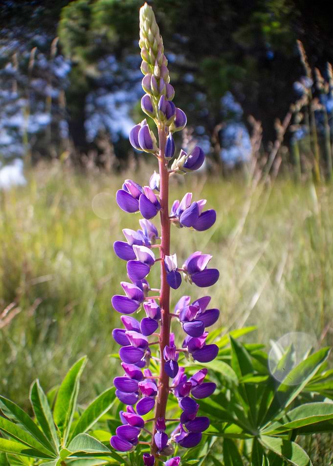 Sunlit Purple