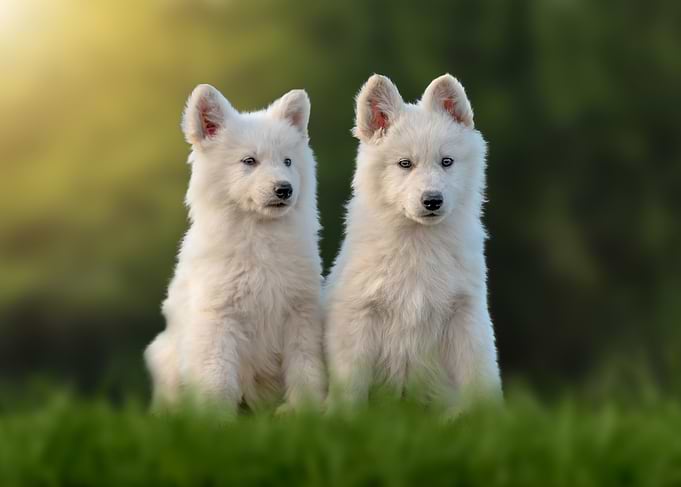 Two White Puppies