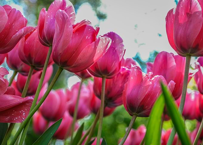 Pink Tulips Close-Up