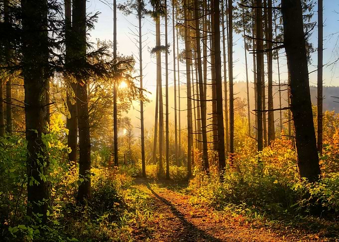 Golden Forest Path