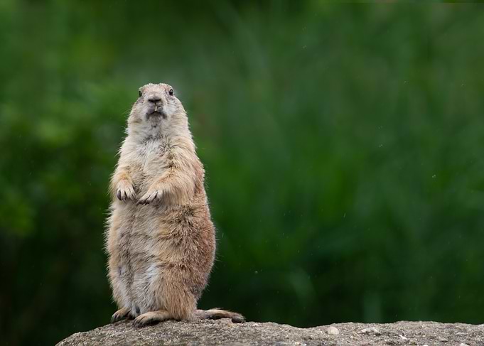 Prairie Dog Standing Tall