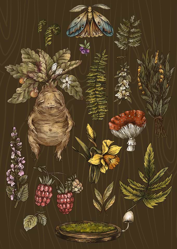 Witchy Forest Remedies Herbalist