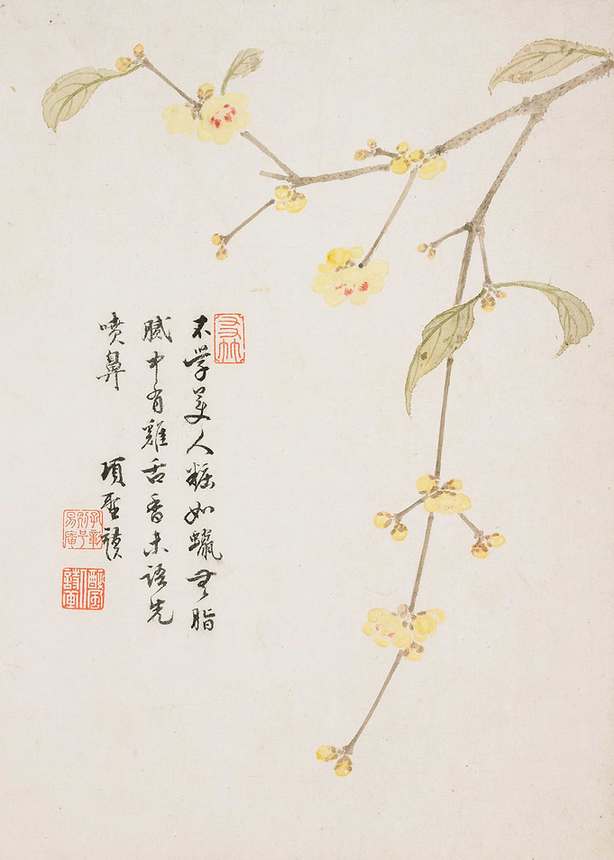 Wintersweet Blossom