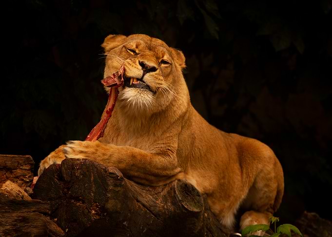 Lioness Eating Bone, animal portrait, wildlife