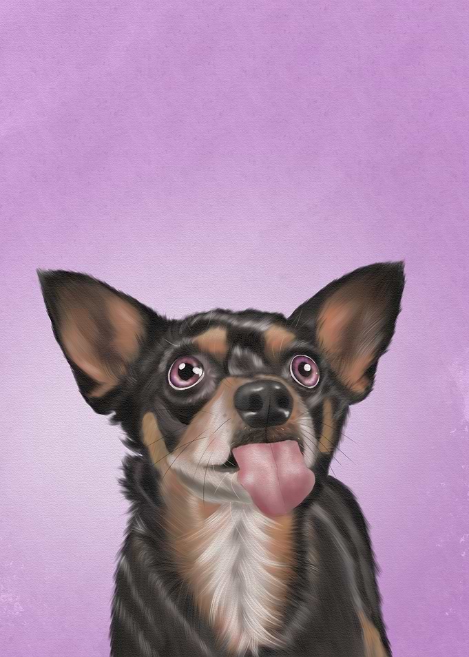 Chihuahua Dog Portrait with Tongue Out