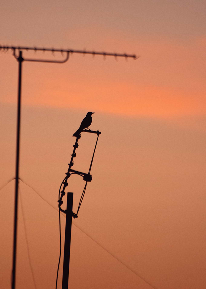 Bird on Antenna at Sunset