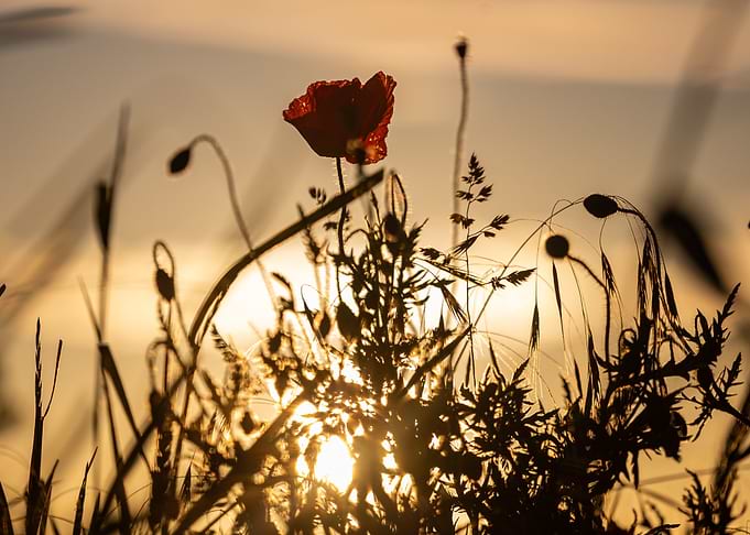 Poppy Sunset Silhouette