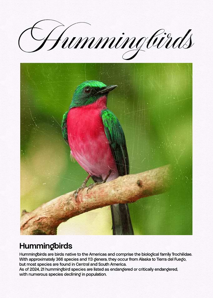 Hummingbird on Branch