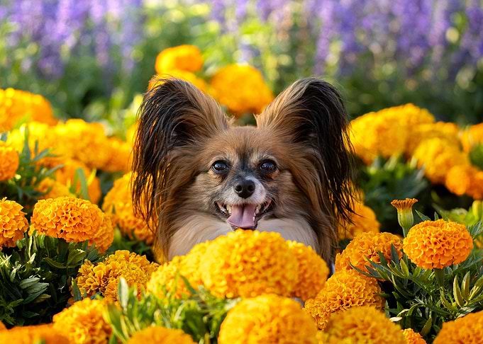 Papillon Dog in Marigolds