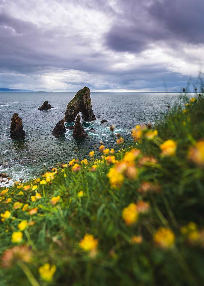 Sea Arch and Flowers