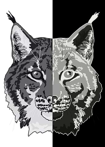 Lynx Portrait